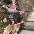 دجاج رومي للبيع
