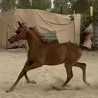مهر جميل