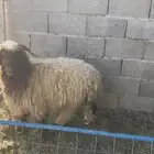 جذع نعيمي بلدي عمره سبع شهور مغلق