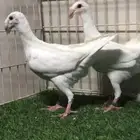 طبه هومر ابيض