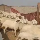 مراح ضان حريات عددها 95