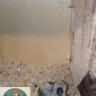 محمية الطيور المغردة