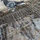 سلام عليكم اعرضلكم ذكر كنق وذكر مصري وذكر تركي معقد شرط