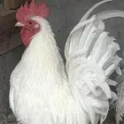 دجاج جبانيز ابيض بيور