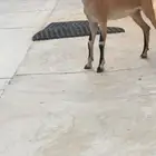 اسكان الحرس الوطني خشم العان