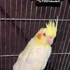 الاحساء البطاليه