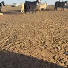 معزة الأعداد سته تحتها خمس جفرتين ثلاثة تيوس