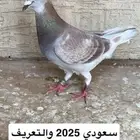 حمام زاجل سباق