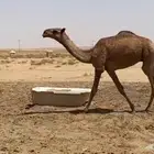 قعود أشعل