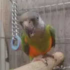 للبيع ذكر سنقالي