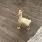 بطه للبيع
