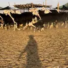 غنم نجد نوادر