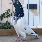 للبيع حمام باكستاني سخي
