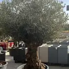 زيتون معمر اسباني درجه اولا للبيع