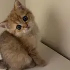 قطه سكوتش ستريت