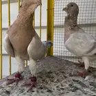 حمام شامي