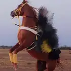 حصان واهو مصري بيور