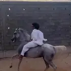 فرس شعبيه شيخه لقاح