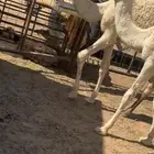 قعود باتلي فردي