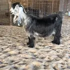 للبيع عنز ثنية معرفه خصم