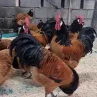 دجاج