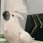 كوكاتو امبريلا مميز