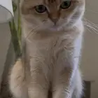 سكوتش قولد