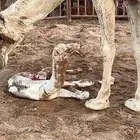 حواره فرديه