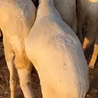 خرفان سواكني