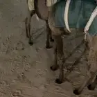 حيران ضيار طيبه بالحيل العدد 4