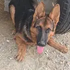 كلب جيرمن للبيع العمر 6 أشهر تقريبا ينفع للحراسه السعر 3000