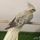 زوج كروان مع فروخه