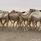 ضروبه شعلا طيبه سنها رباع