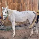 فرس جزيرية بيور