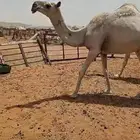 جذعه داره ثنيه ضروبه طيبه طيبه بالحيل