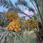 مزرعة للبيع بال مشول