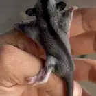 فرخ شوقر قلايدر