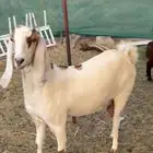 معزا جرم كبير ودافع على السونار