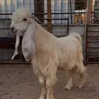 تيس اصفر عارضي