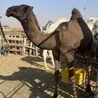 بكره صفراء للبيع