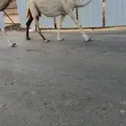 لقحه وضحا ولادها قريب ( تم البيع )