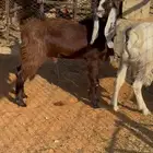 تيوس جبره