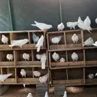 حمام فرنسي ابيض للبيع