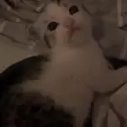 انثى شيرازي مخلوط