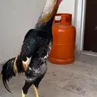 ديك شامو ياباني(( تم البيع