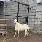 فحل