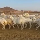 غنم حريه حرش العدد 50 دفيع
