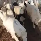 حري للبيع عرض خاص فقط ليوم الجمعه يوم واحد فقط