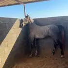 حصان شيخ