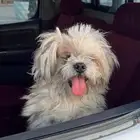 كلب مالتيز ابيض صغير وهادي للبيع ما احتاجه الفتره هاذي